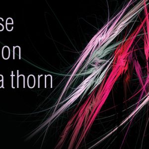 Choir of St James',a rose upon a thorn
