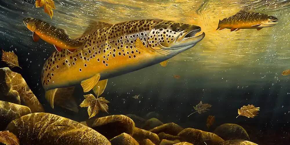 trout